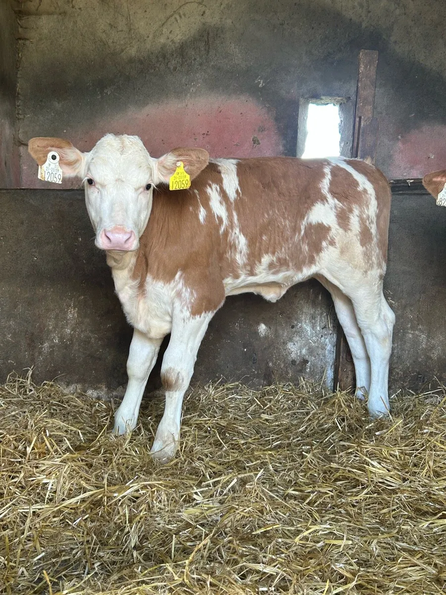 2 Super Simmental Heifers - Image 1