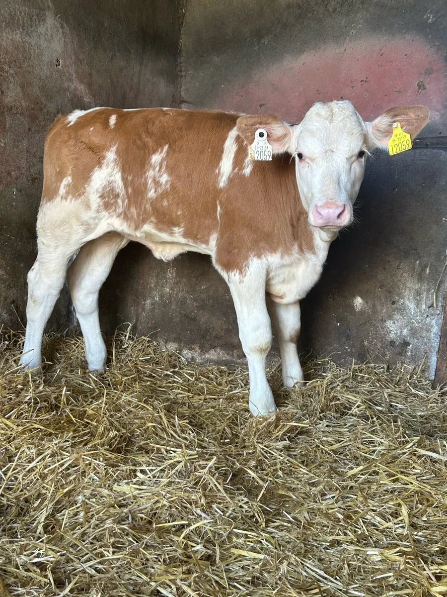 2 Super Simmental Heifers - Image 2