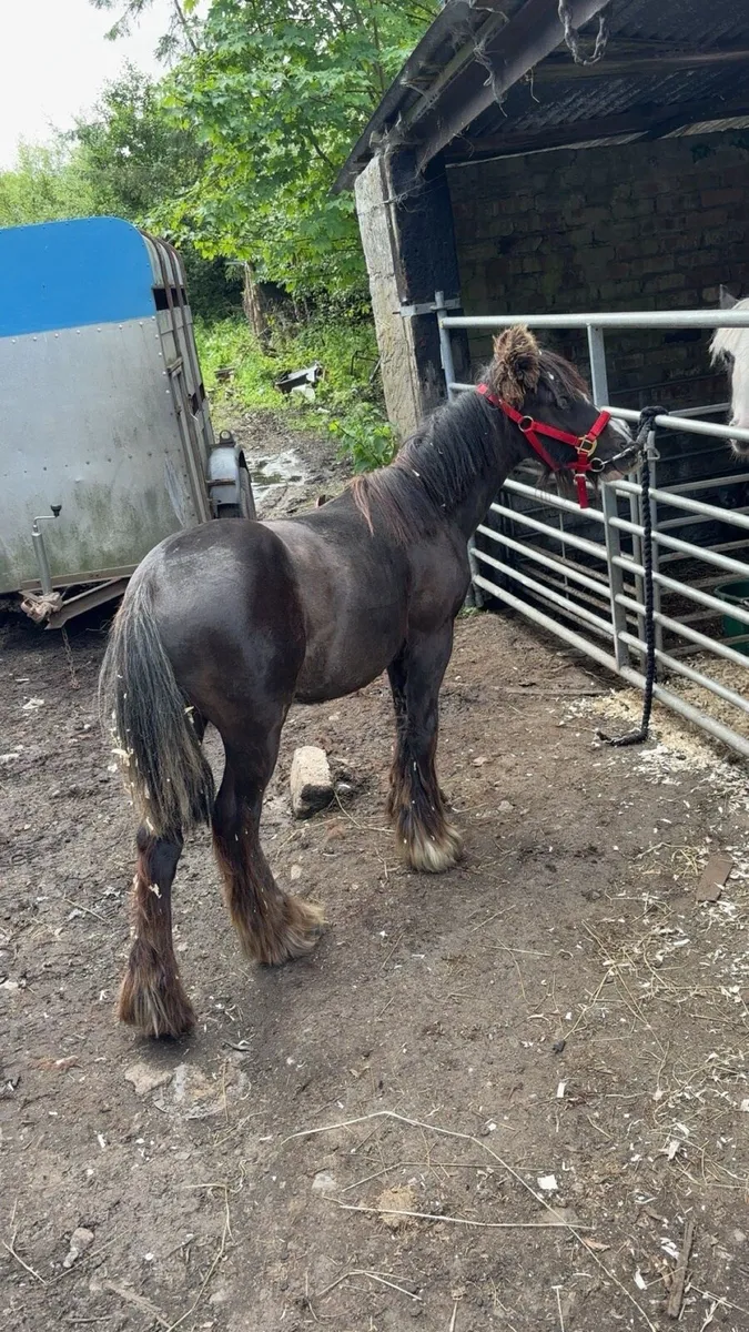 8 month old cob colt - Image 1