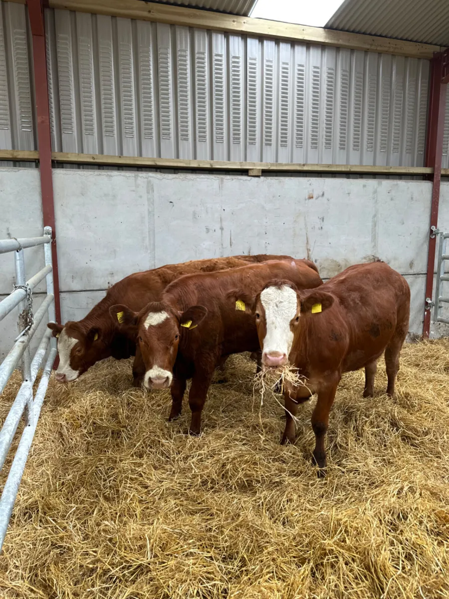 Lim and Simmental heifers - Image 1