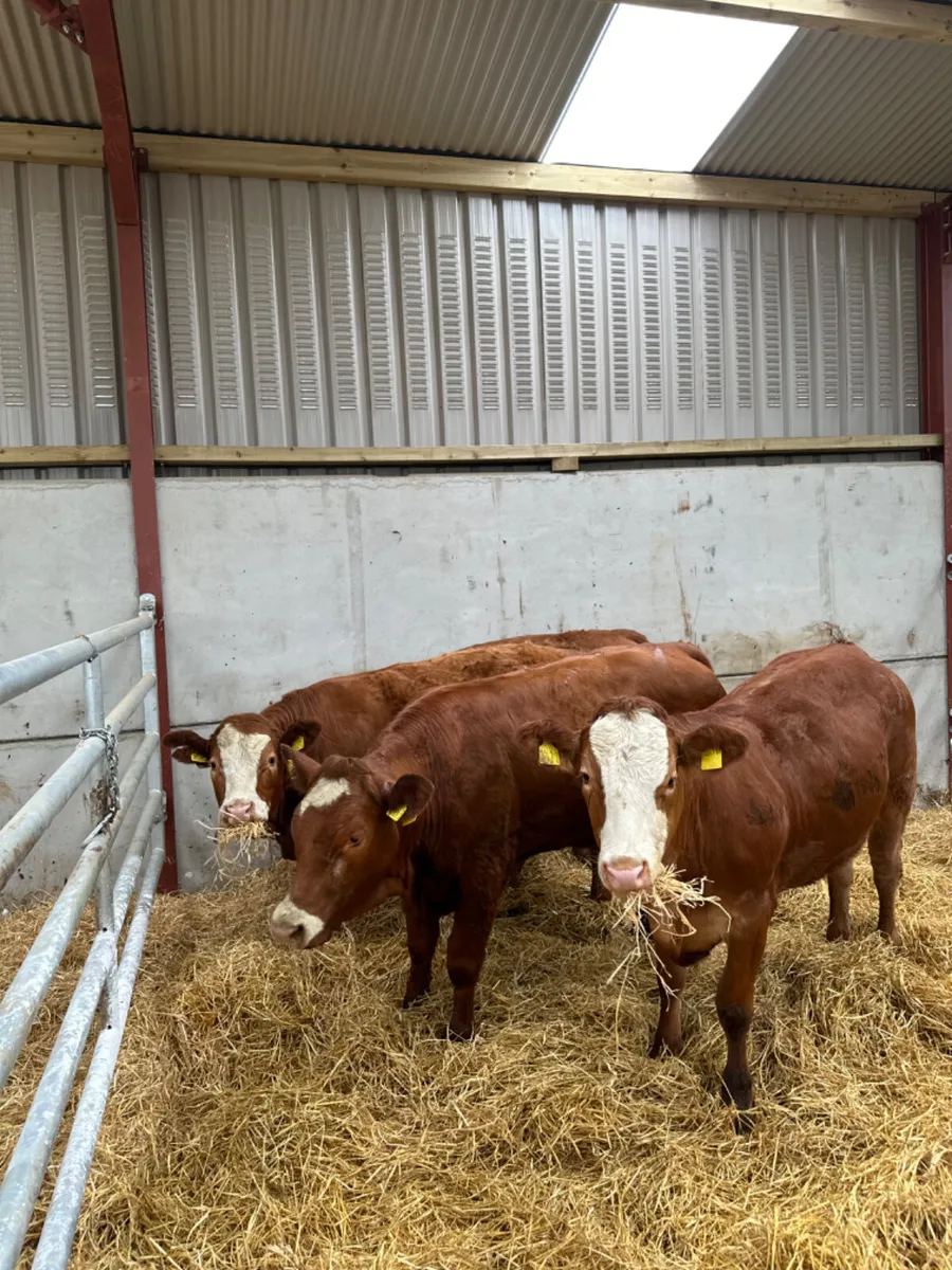 Lim and Simmental heifers - Image 2