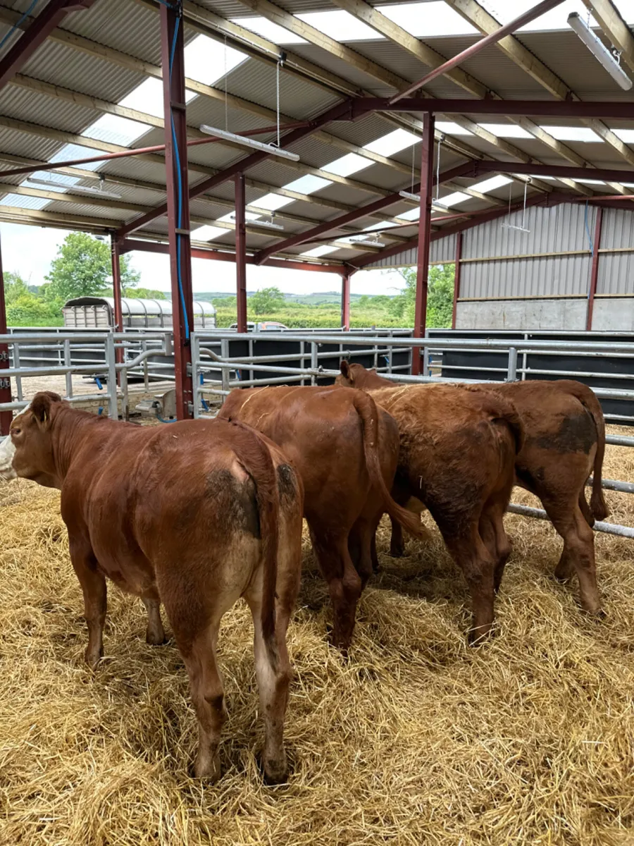 Lim and Simmental heifers - Image 3