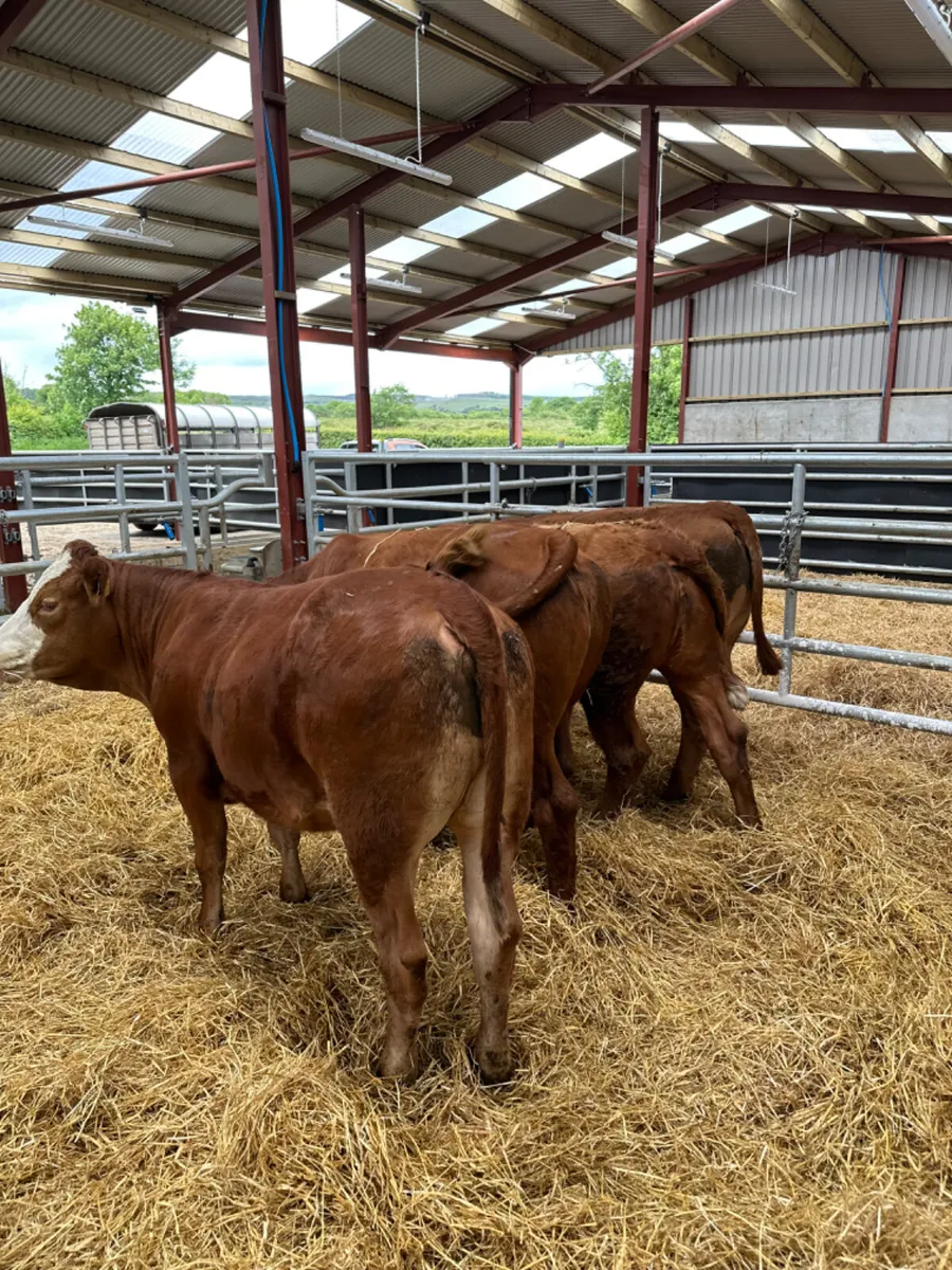 Lim and Simmental heifers - Image 4