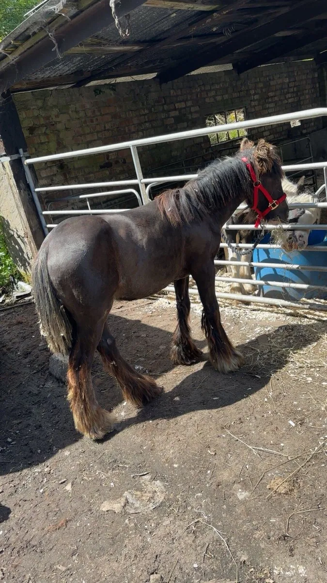 8 month old cob colt - Image 2
