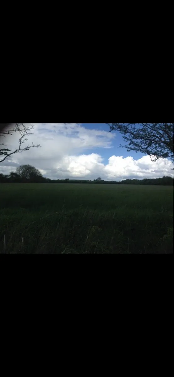 Meadow