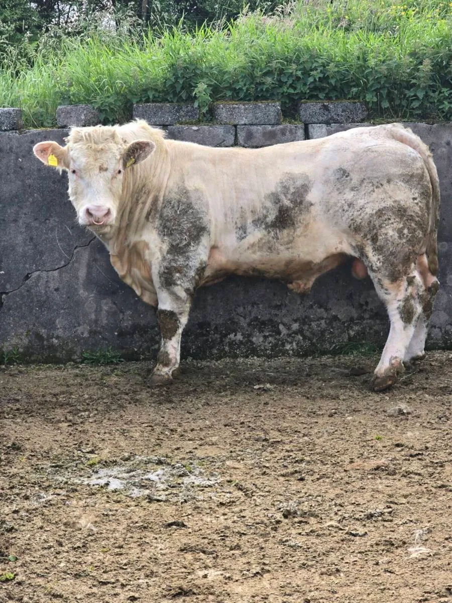 Pedigree Charolais Bull - Image 1