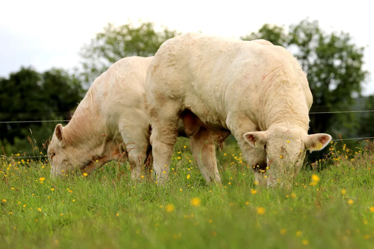 2 Charolais bulls (fiston) - Image 3