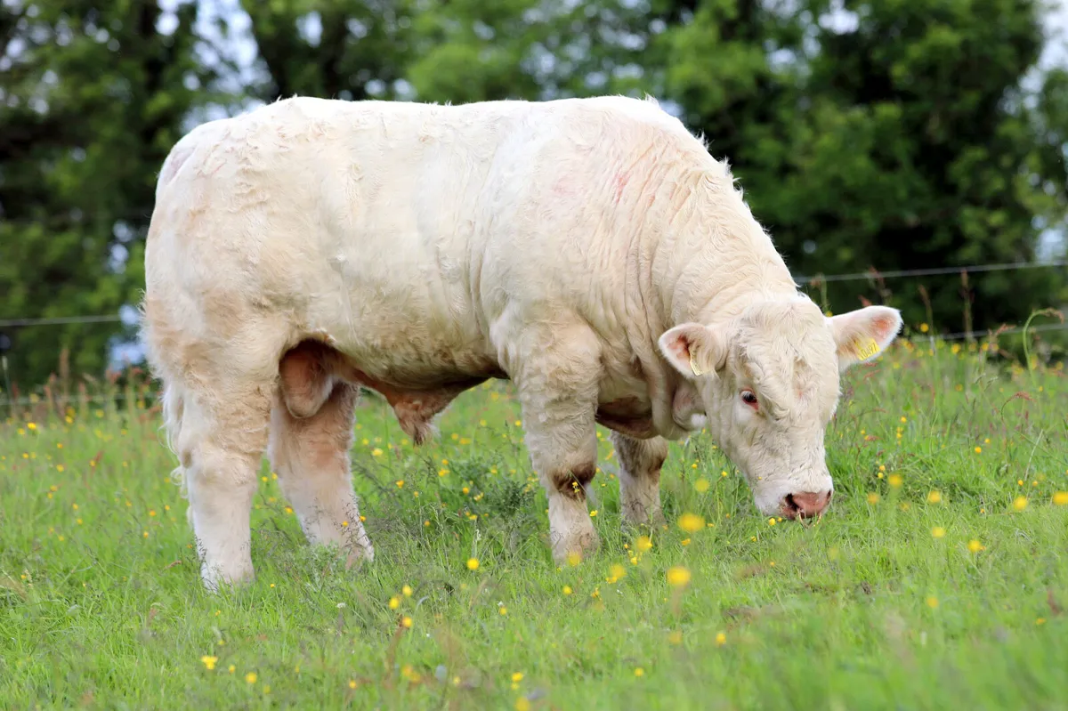 2 Charolais bulls (fiston) - Image 4