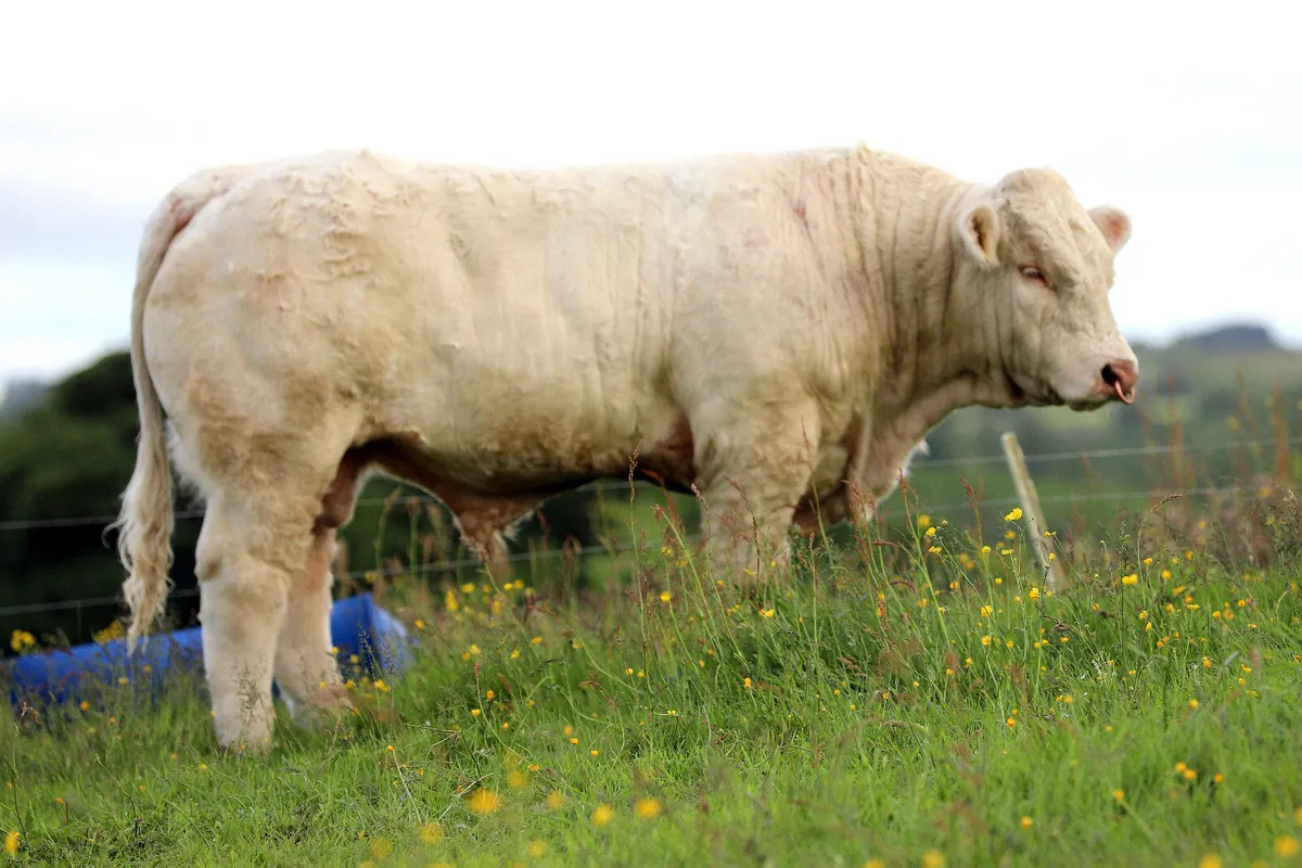 Charolais bull(fiston) - Image 1