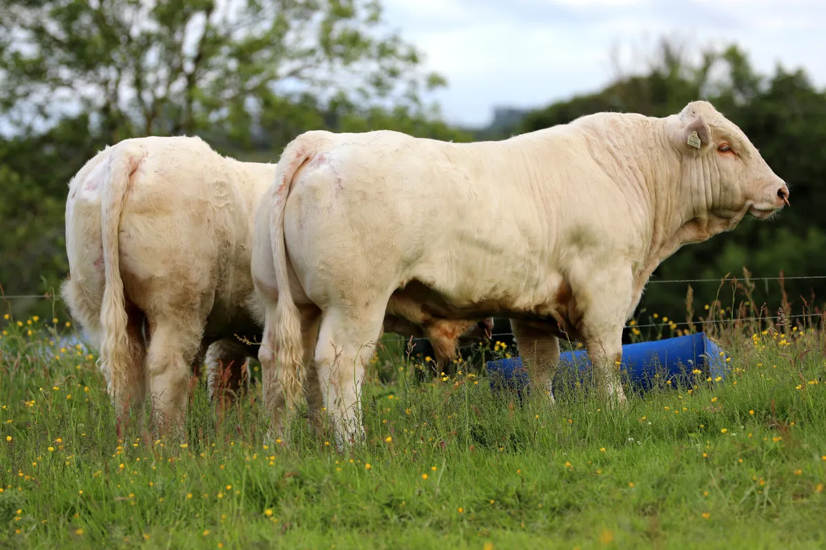 2 Charolais bulls (fiston) - Image 1