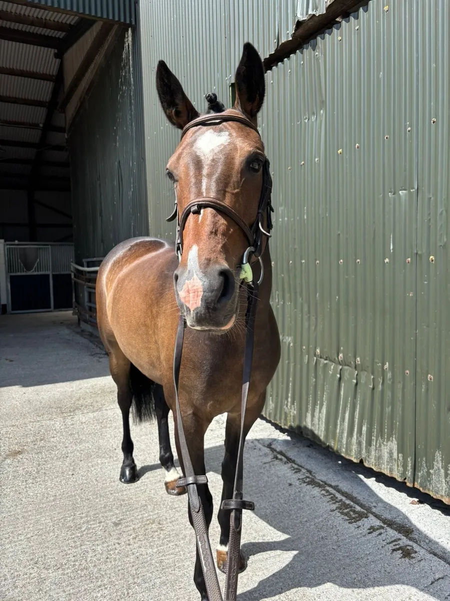 5yo 158cms mare - Image 3