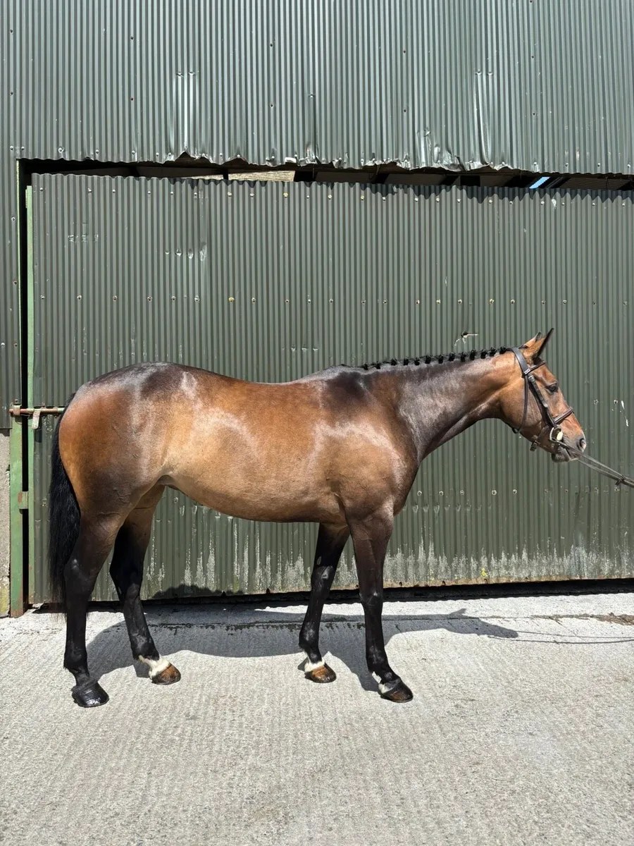 5yo 158cms mare - Image 4