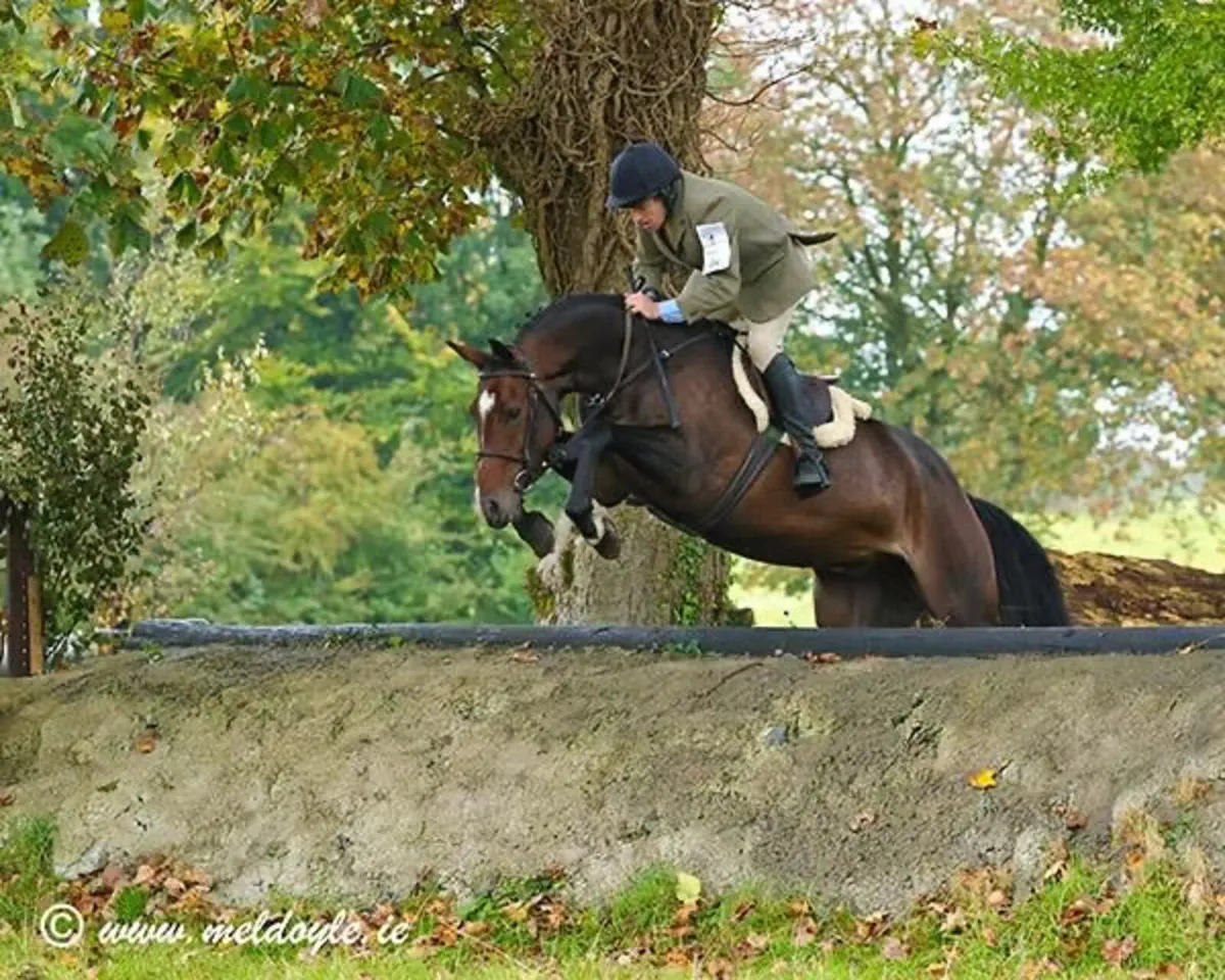 5yo 158cms mare - Image 1