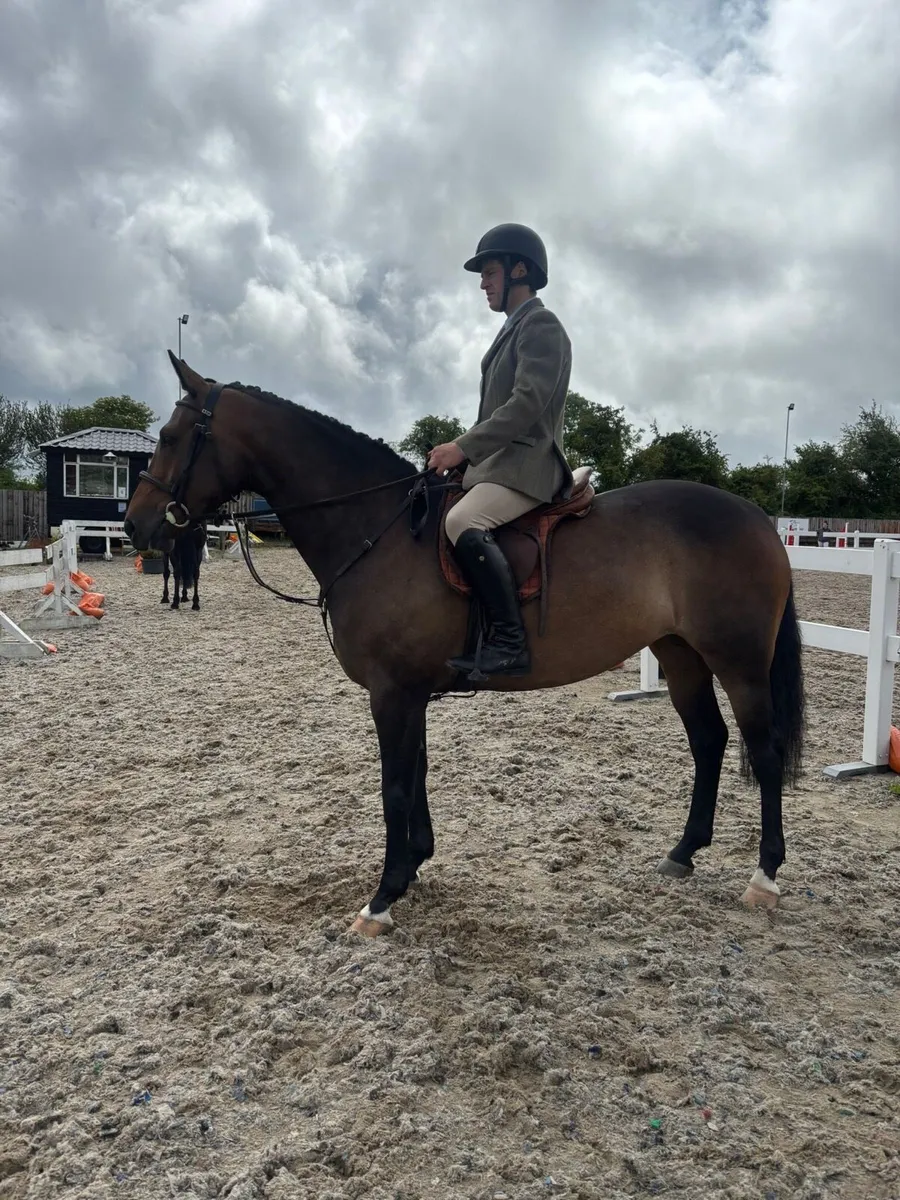 5yo 158cms mare - Image 2