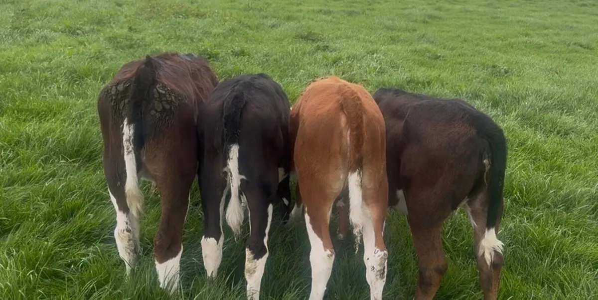 ❌Hefier weanling❌ - Image 4