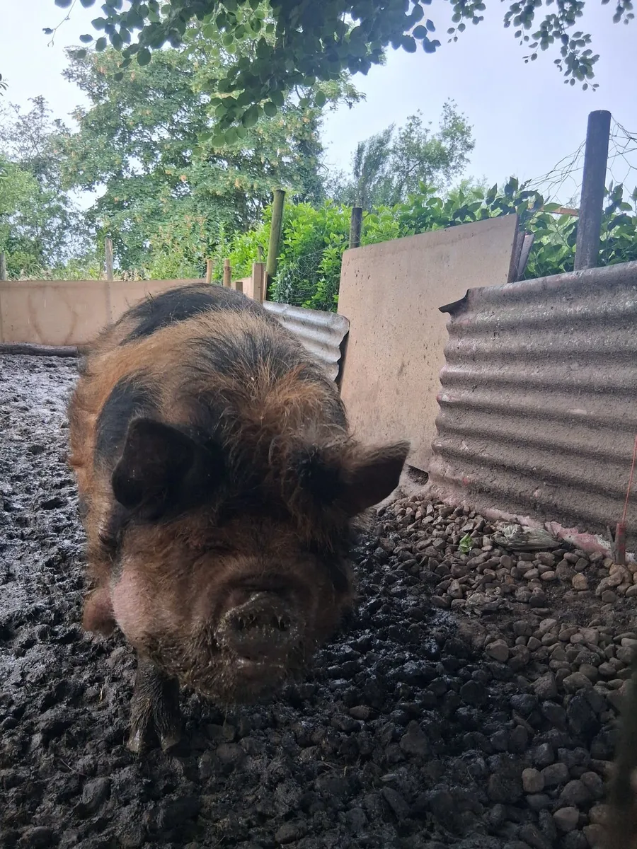 Pigs - Image 1