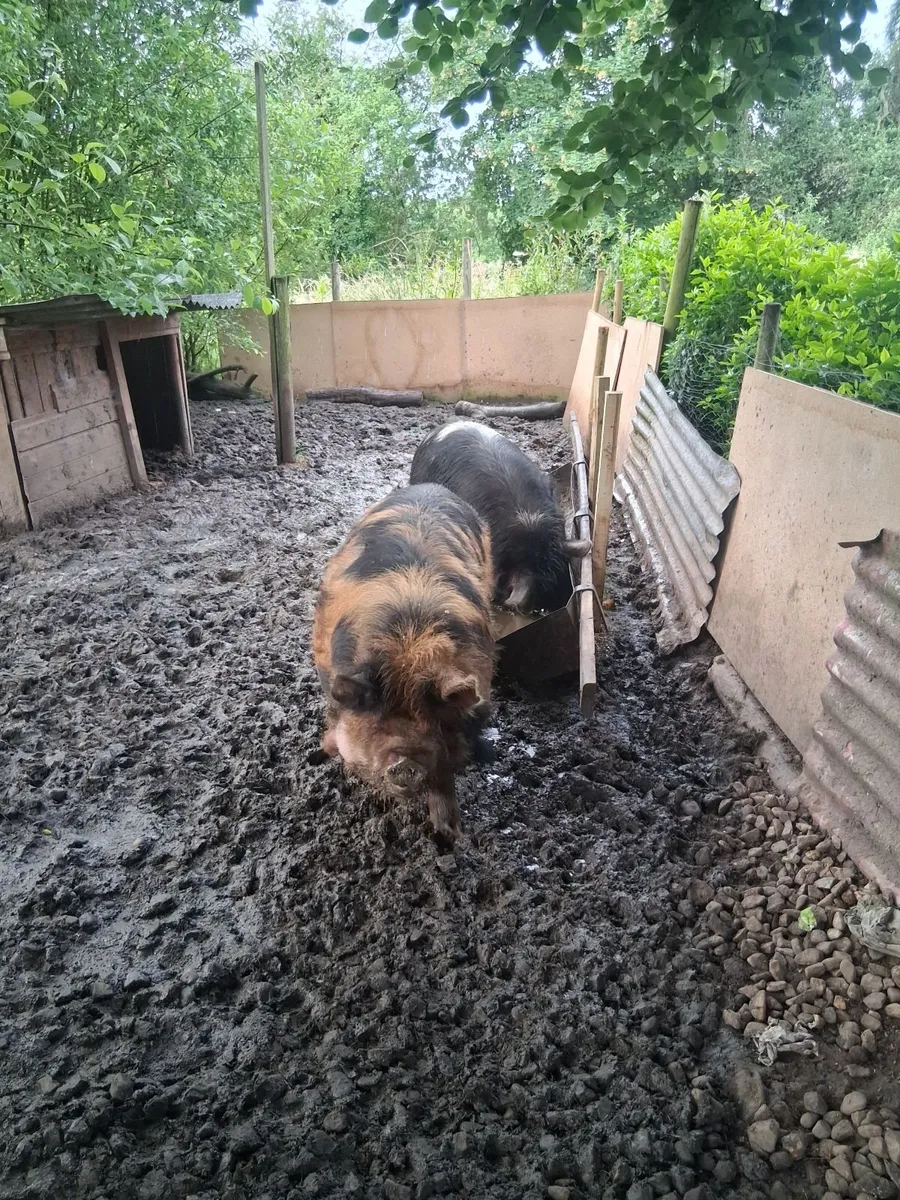 Pigs - Image 2