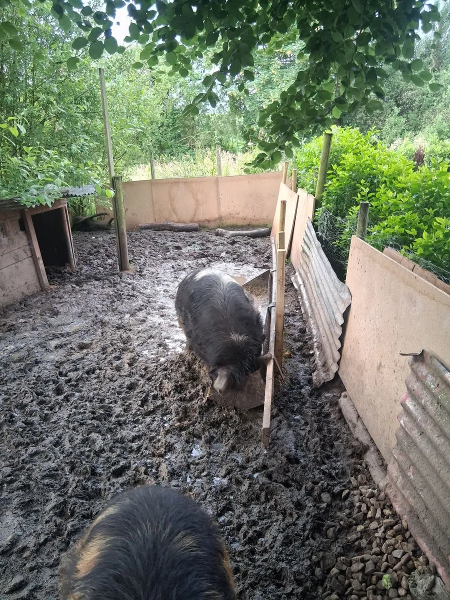Pigs - Image 3