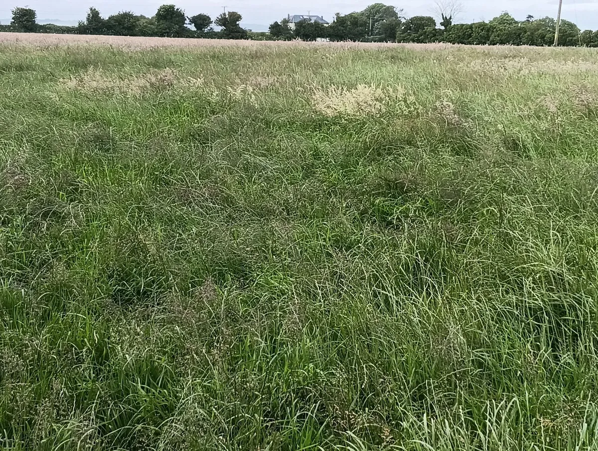 Standing crop - Image 1