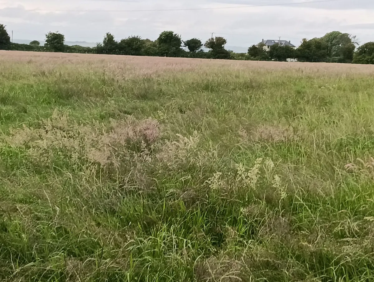 Standing crop - Image 2