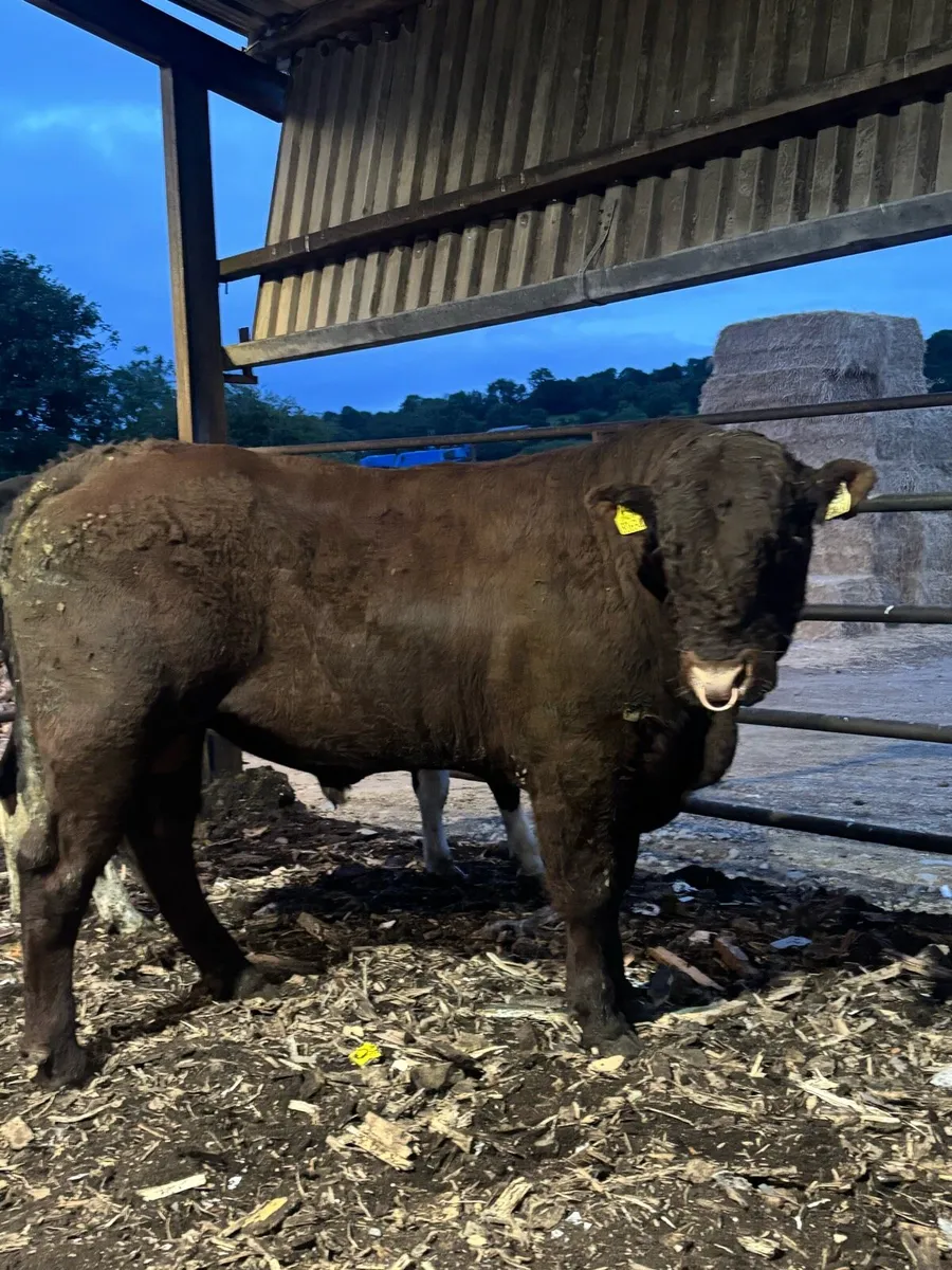 Bull - Image 1