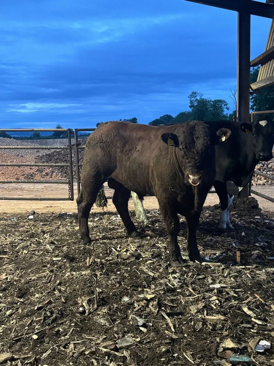 Bull - Image 2