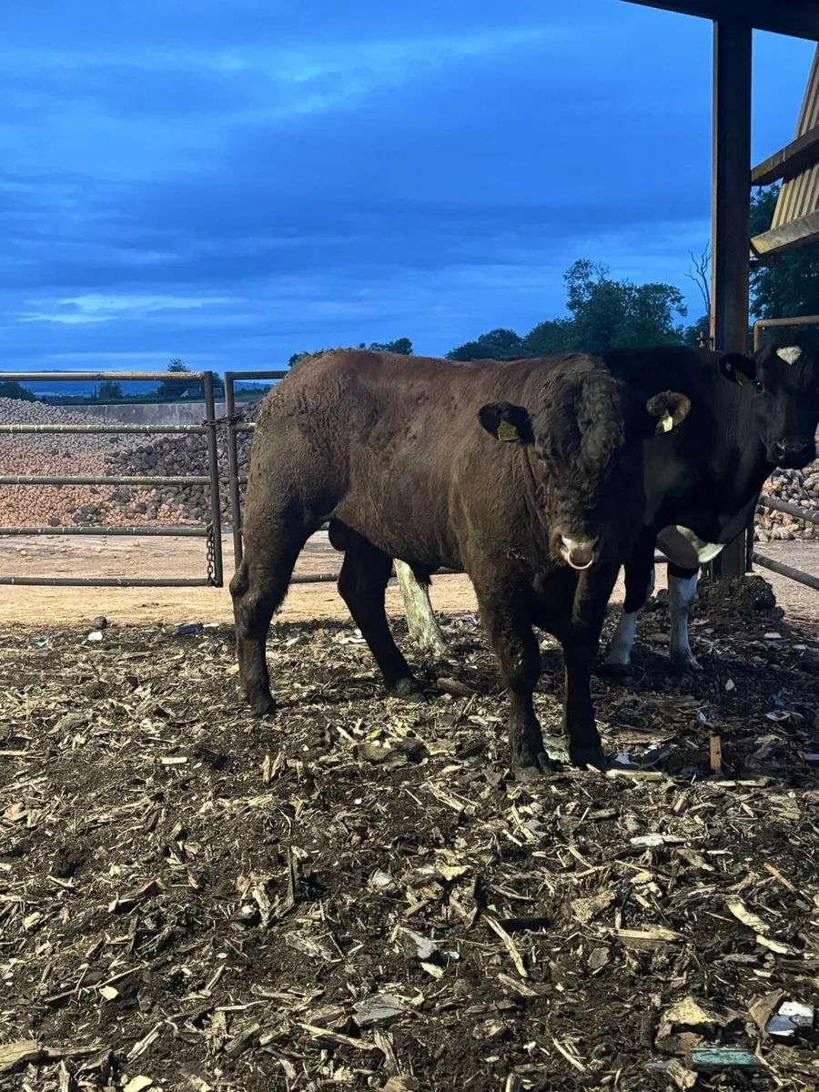 Bull - Image 3
