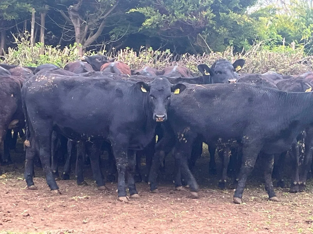 Store Heifers - Image 2