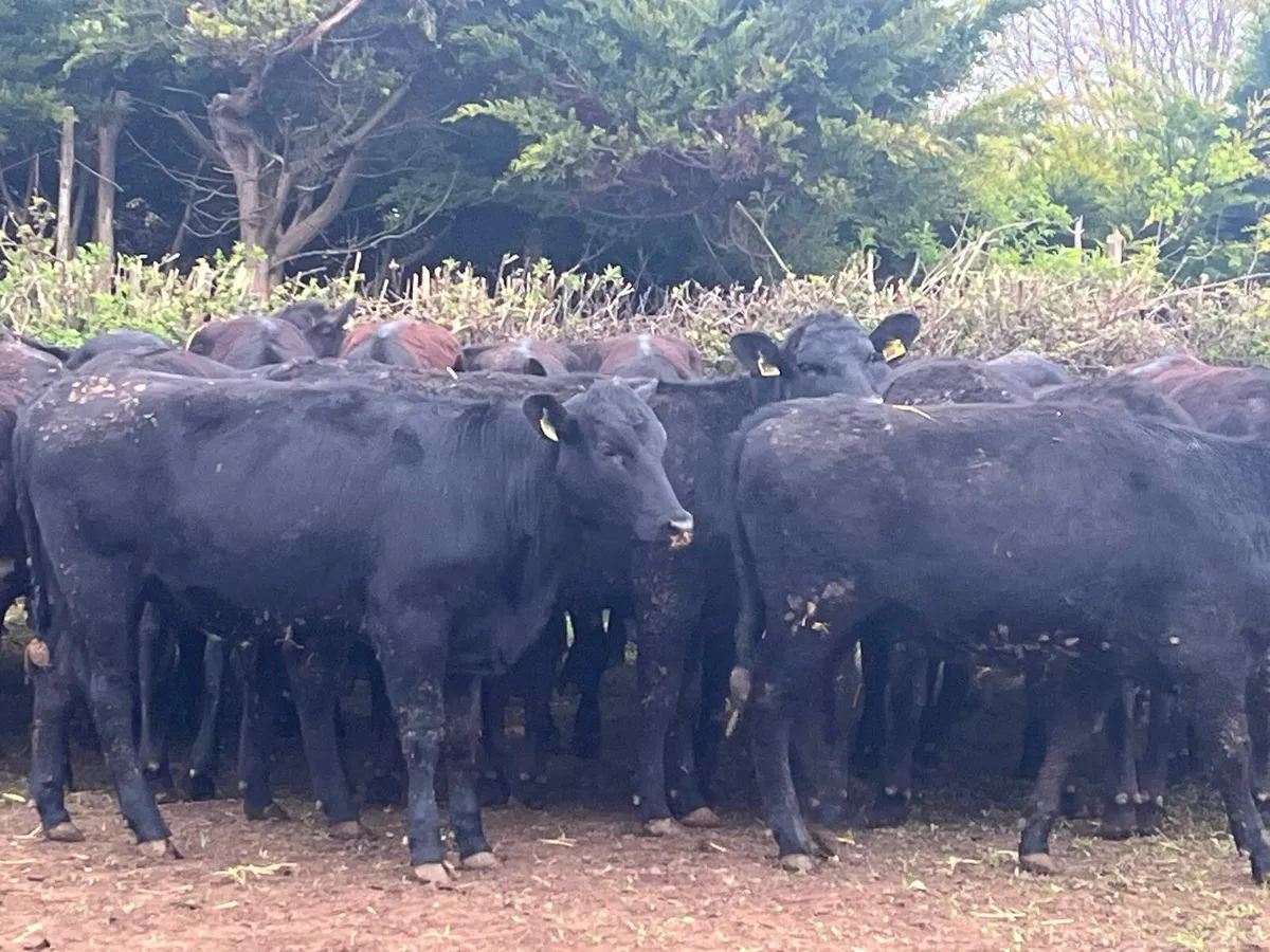 Store Heifers - Image 3
