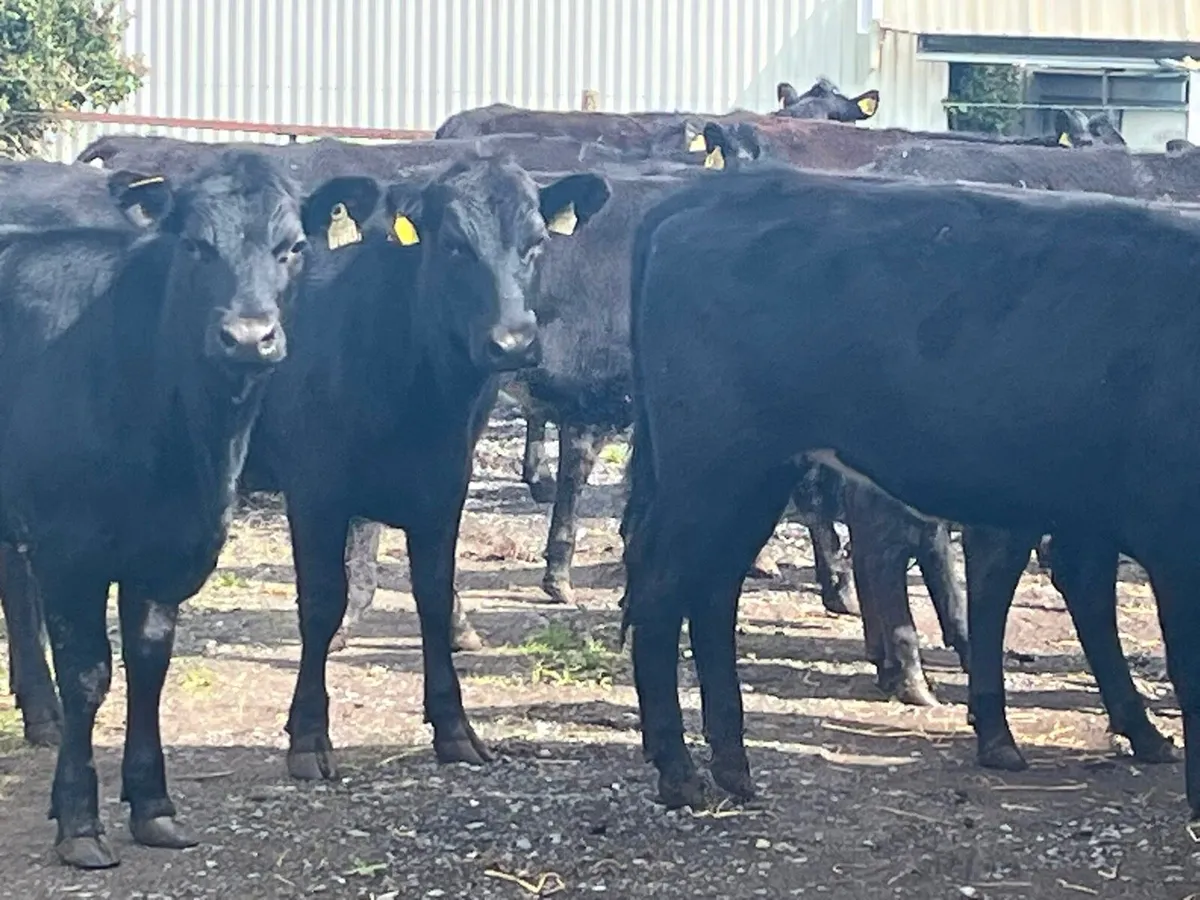 Store Heifers - Image 4