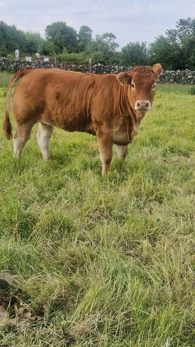 PEDIGREE REGISTERED LIMOUSIN HEIFER - Image 3