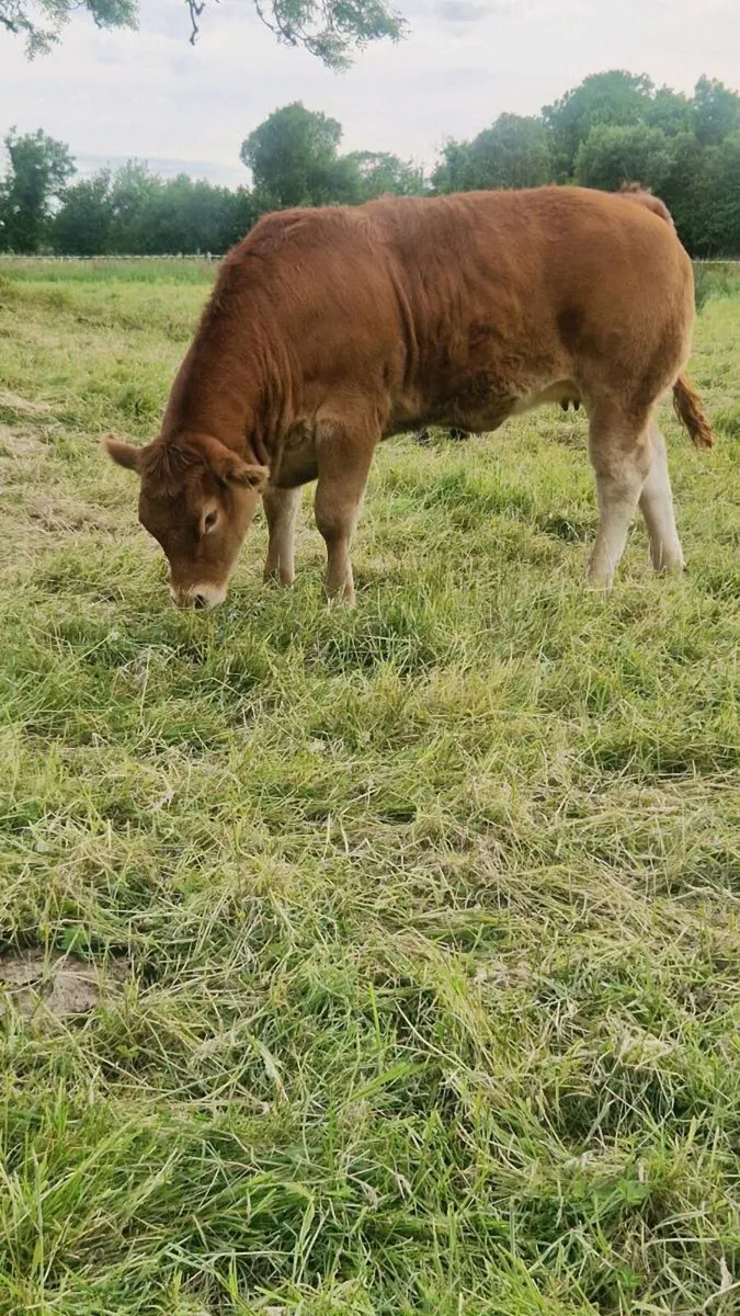 PEDIGREE REGISTERED LIMOUSIN HEIFER - Image 4