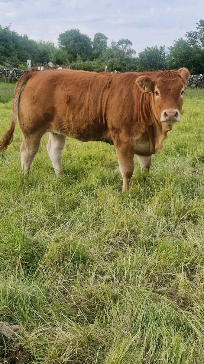 PEDIGREE REGISTERED LIMOUSIN HEIFER - Image 1