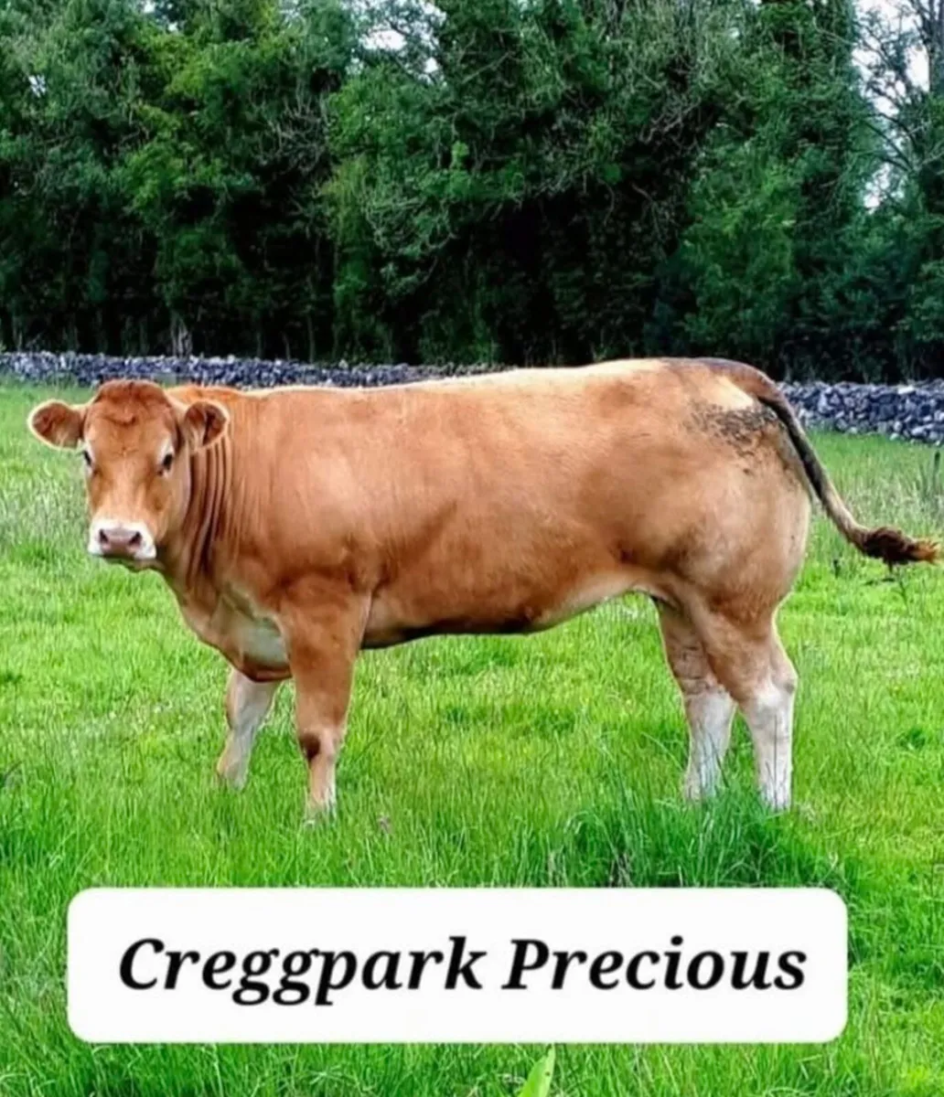PEDIGREE REGISTERED LIMOUSIN HEIFER - Image 2