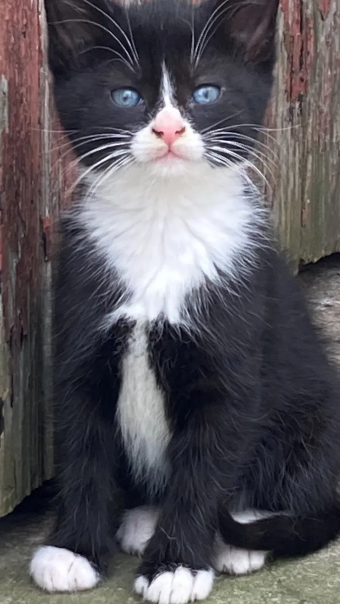 Kittens - Image 1