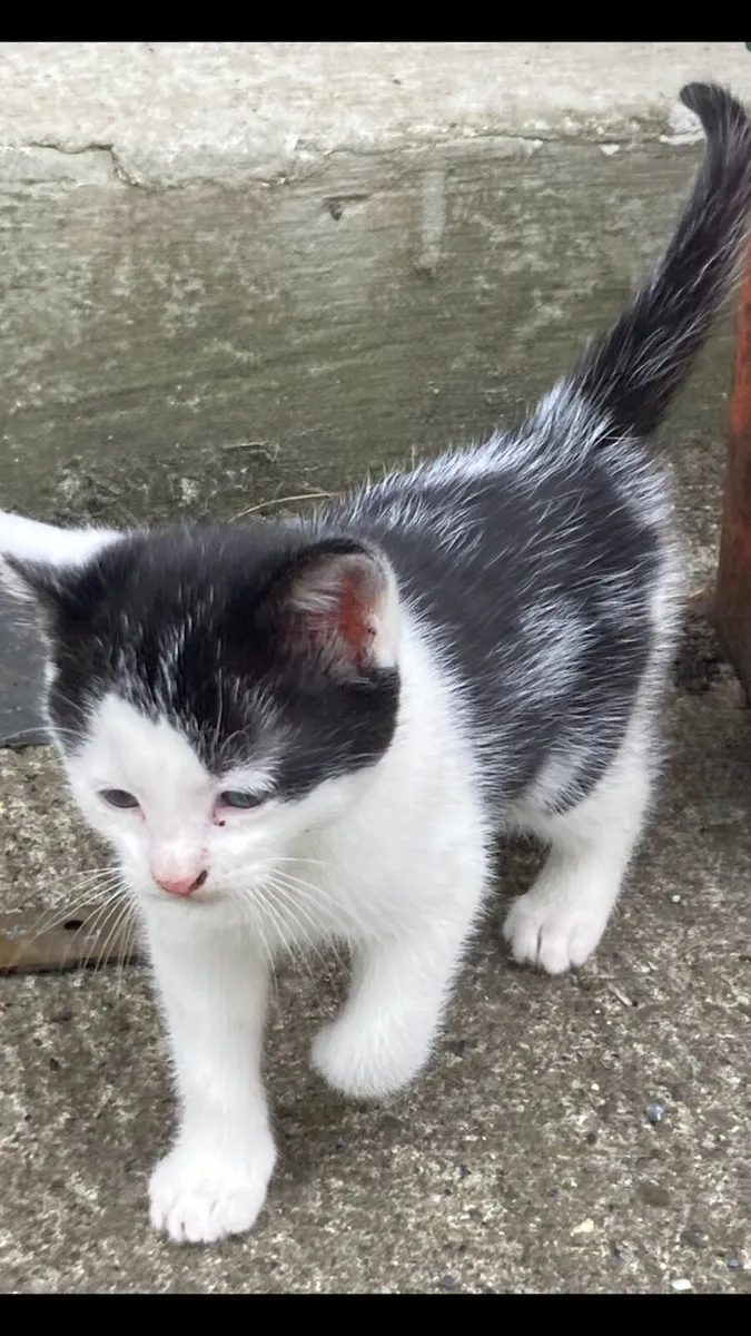 Kittens - Image 2