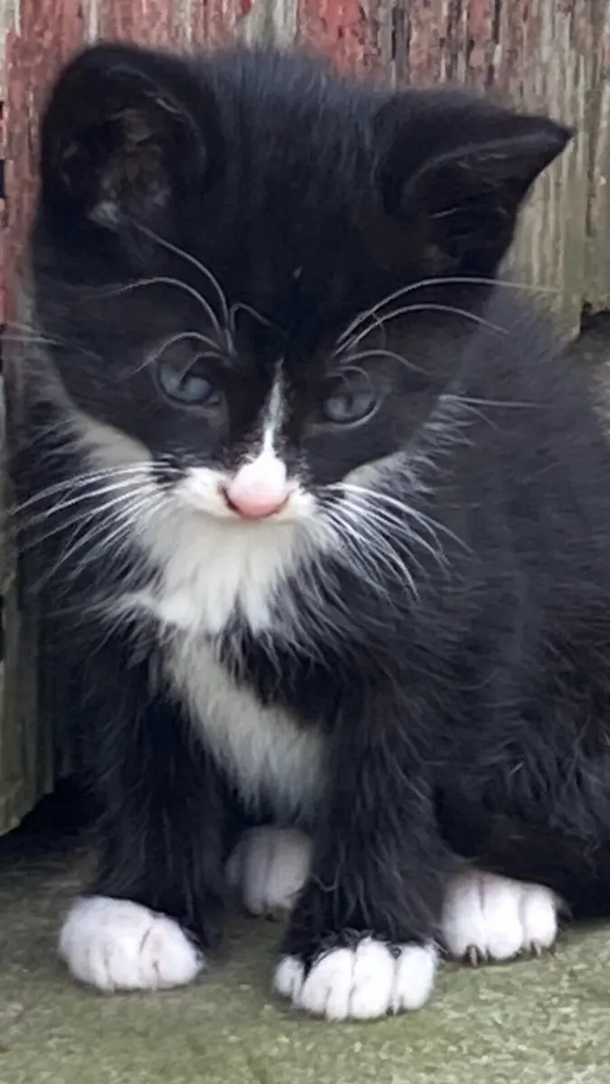 Kittens - Image 3