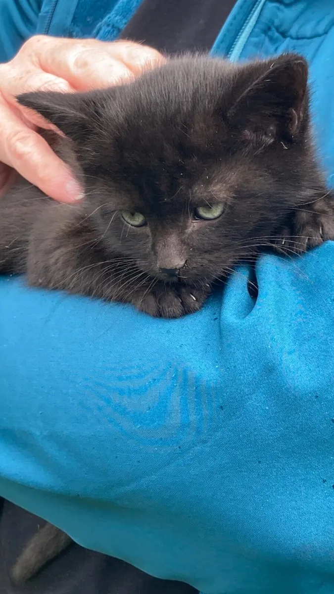 Kittens - Image 4