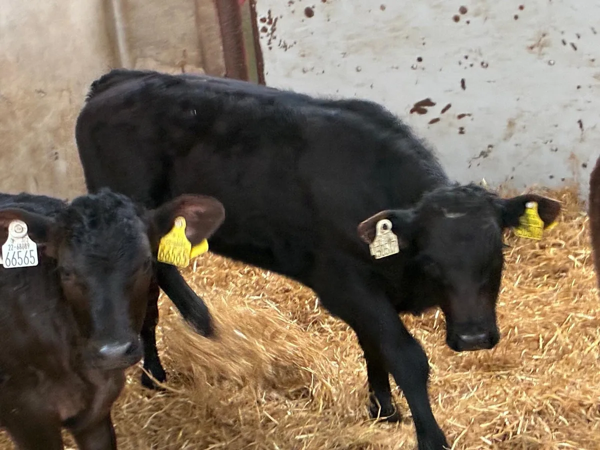 REAL STRONG LIM HEIFER CALVES - Image 3