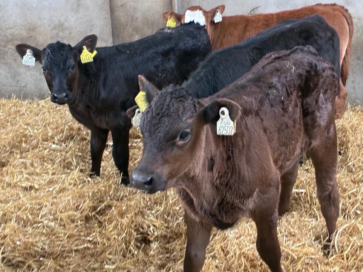 REAL STRONG LIM HEIFER CALVES - Image 2