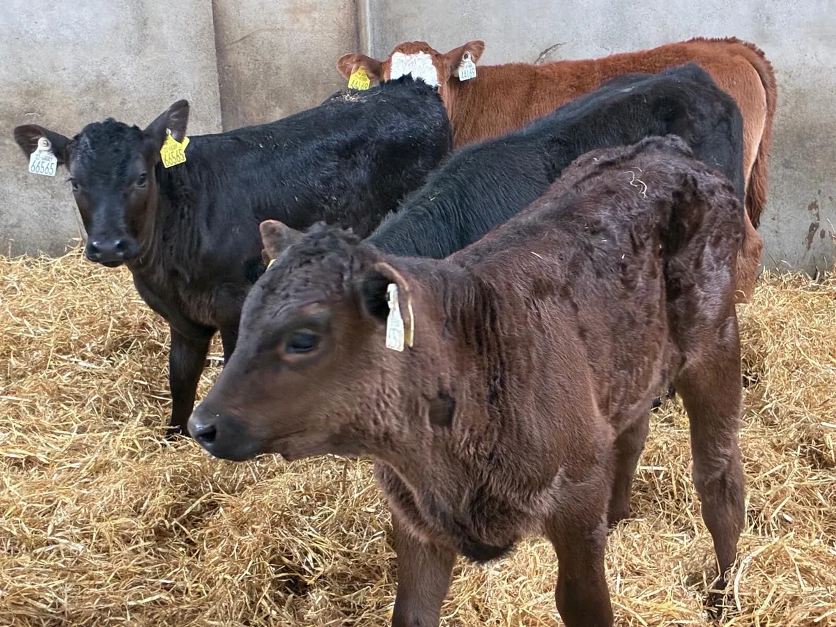 REAL STRONG LIM HEIFER CALVES - Image 4