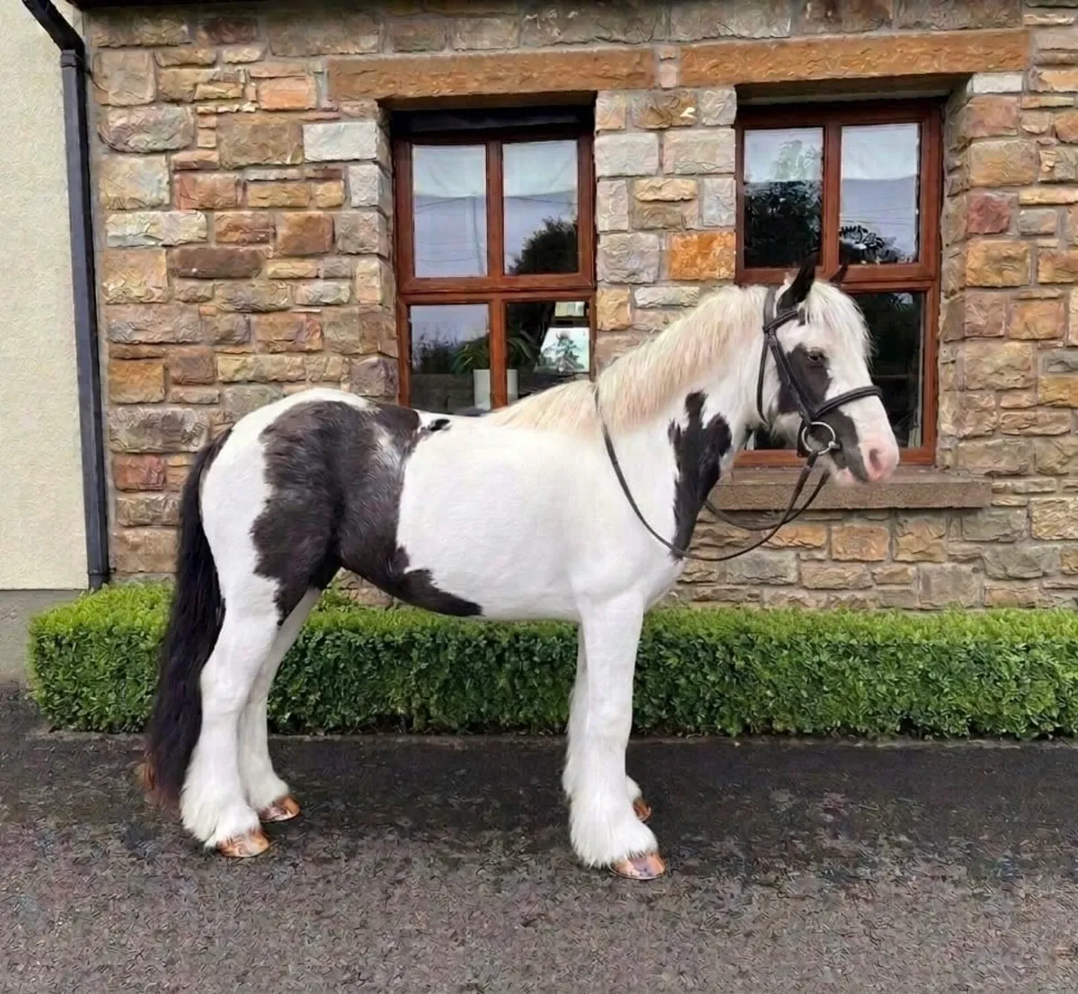 Quiet riding cobs - Image 1
