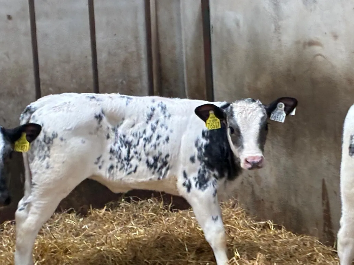 SUPER BB HEIFER CALFS - Image 3