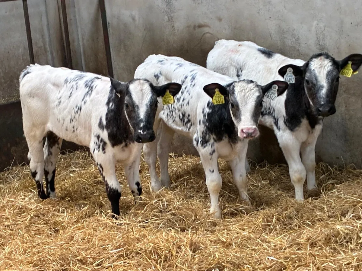 SUPER BB HEIFER CALFS - Image 4