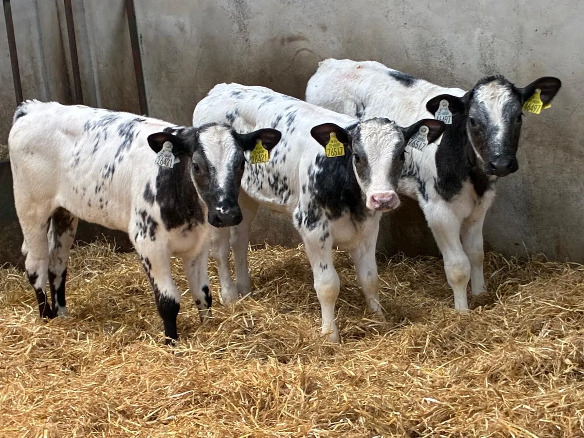 SUPER BB HEIFER CALFS - Image 2