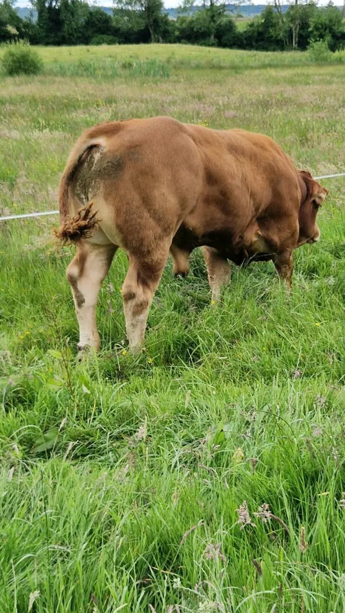 Pedigree Registered Limousin Bulls - Image 2