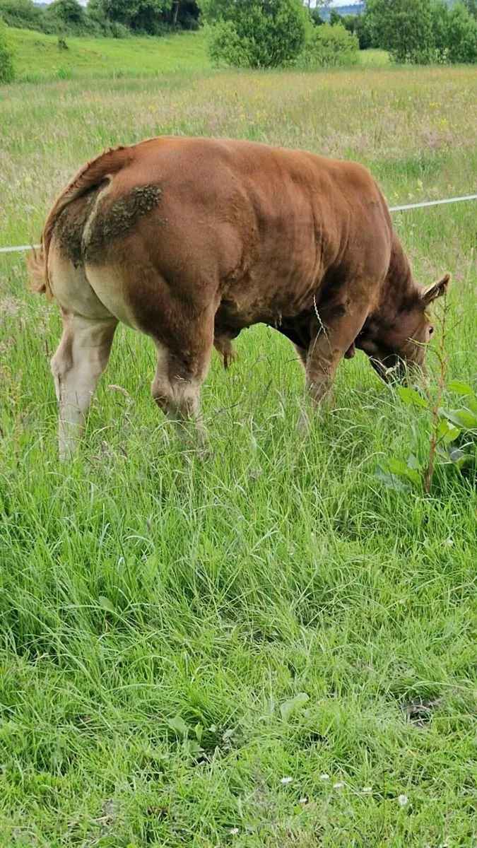 Pedigree Registered Limousin Bulls - Image 1