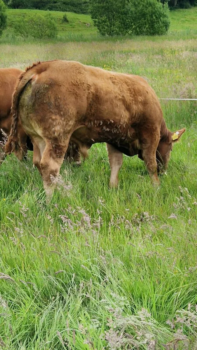 Pedigree Registered Limousin Bulls - Image 3