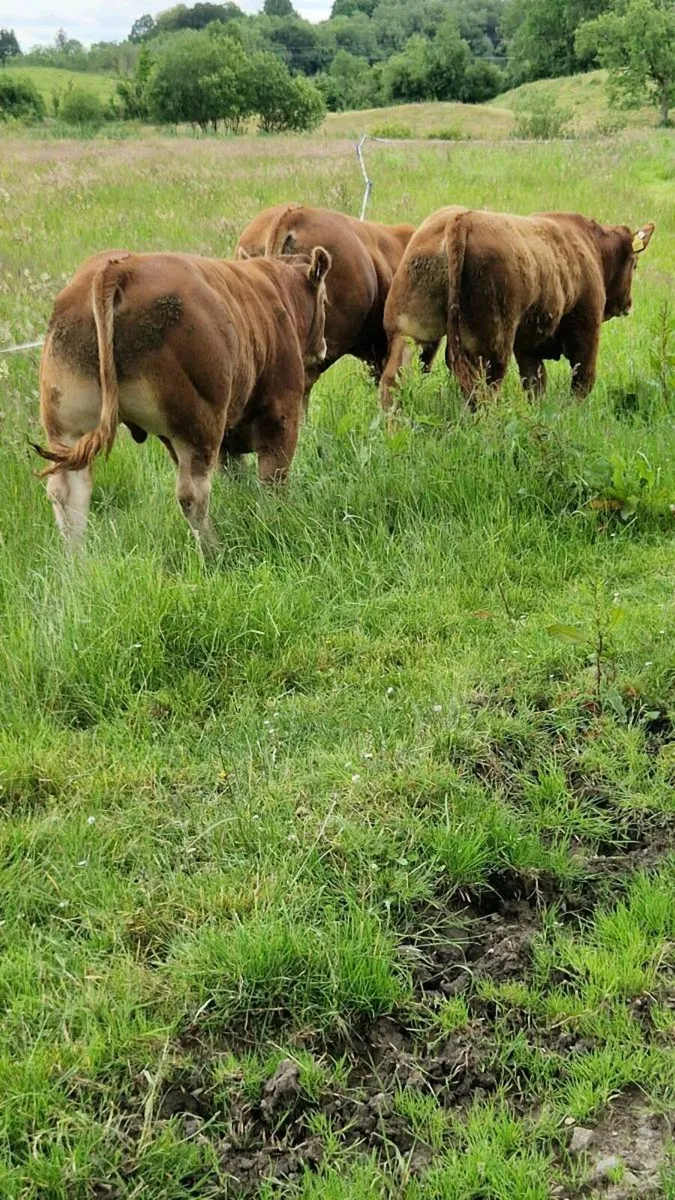 Pedigree Registered Limousin Bulls - Image 4