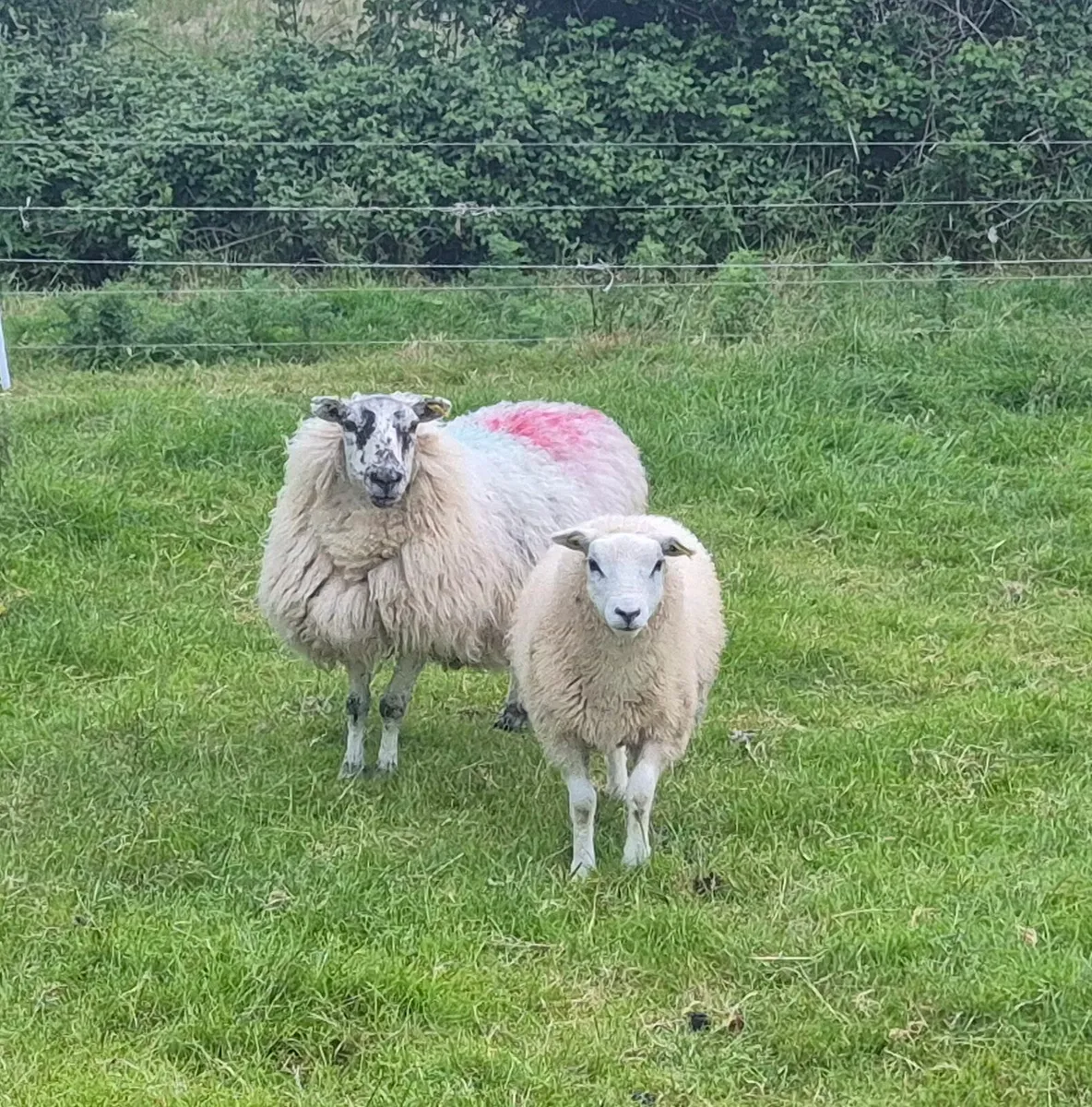 SHEEP - Image 1